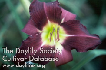 Daylily Violet Hour